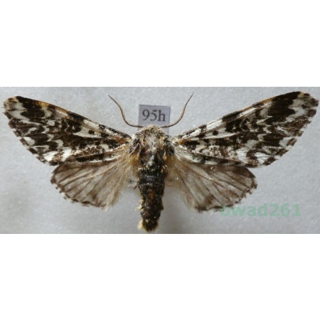 Panthea coenobita (Esper, 1785) male Światowidka samotnica Czech95h